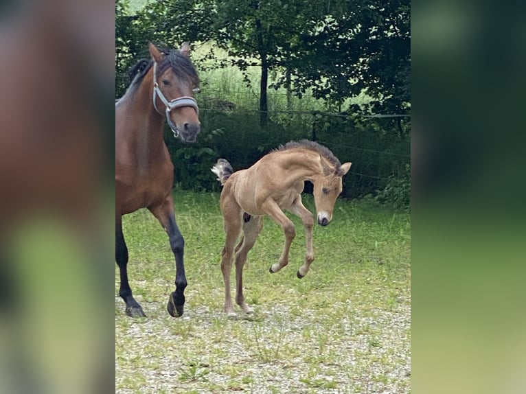 PRE Hengst 1 Jahr 162 cm Buckskin in Gottfrieding