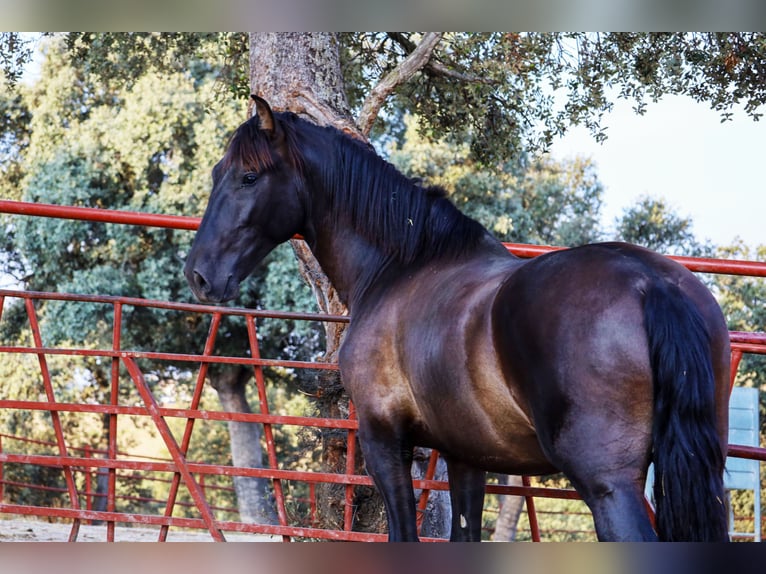 PRE Mix Hengst 1 Jahr 162 cm Rappe in Galaroza