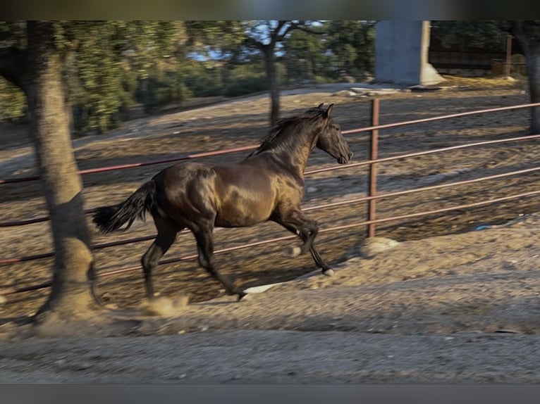 PRE Mix Hengst 1 Jahr 162 cm Rappe in Galaroza