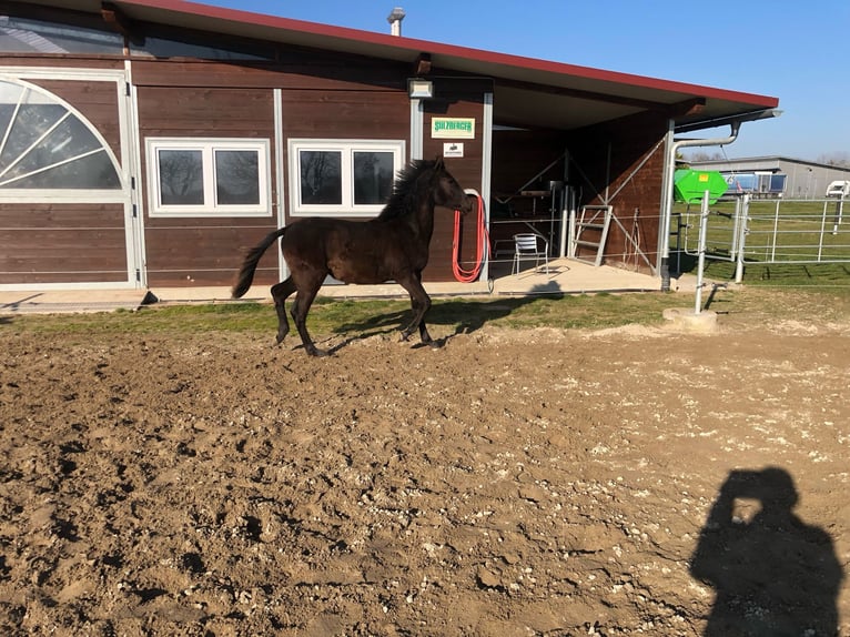 PRE Mix Hengst 1 Jahr 162 cm Rappe in Bahlingen am Kaiserstuhl