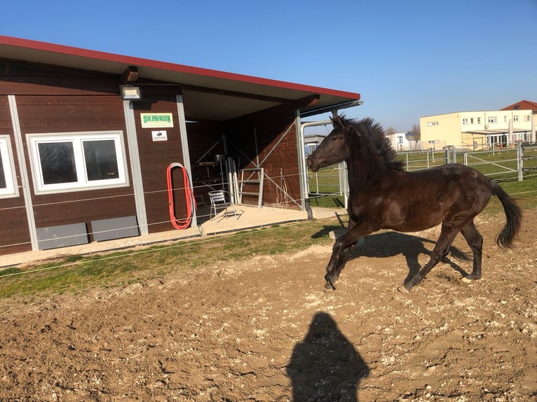 PRE Mix Hengst 1 Jahr 162 cm Rappe in Bahlingen am Kaiserstuhl