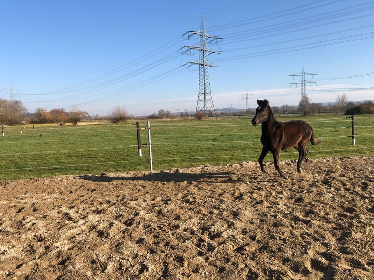 PRE Mix Hengst 1 Jahr 162 cm Rappe in Bahlingen am Kaiserstuhl