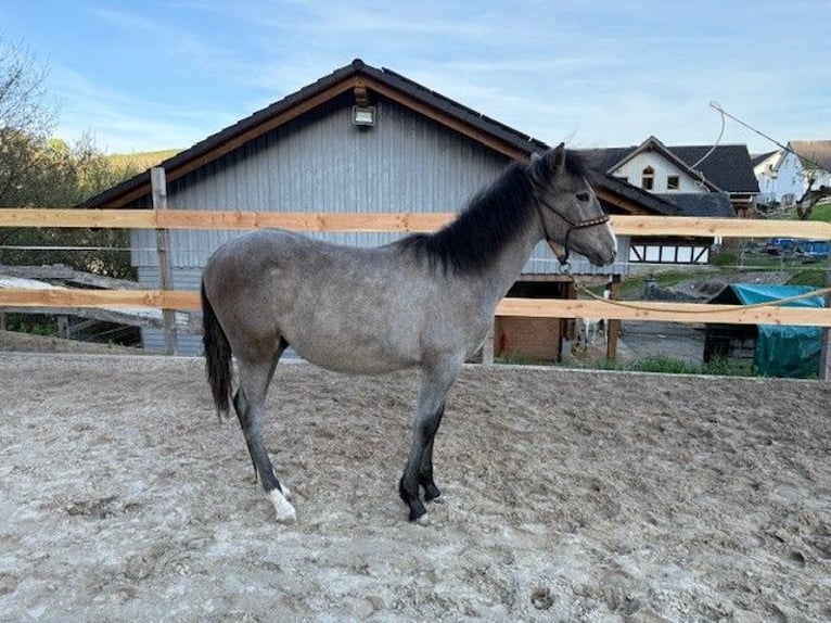 PRE Mix Hengst 1 Jahr 162 cm Schimmel in Bad Berleburg