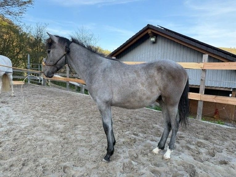 PRE Mix Hengst 1 Jahr 162 cm White in Bad Berleburg Wemlighausen
