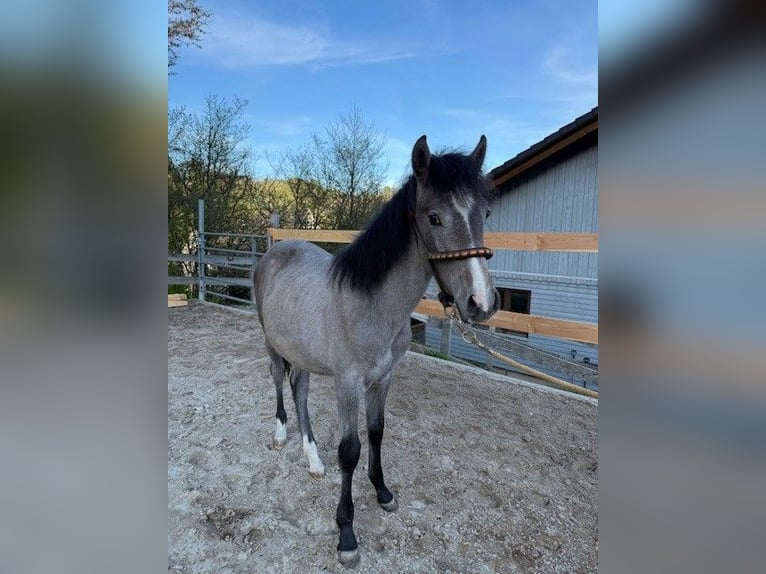 PRE Mix Hengst 1 Jahr 162 cm White in Bad Berleburg Wemlighausen