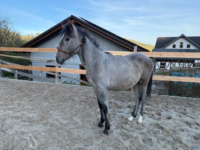 PRE Mix Hengst 1 Jahr 162 cm White in Bad Berleburg Wemlighausen