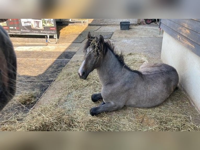PRE Mix Hengst 1 Jahr 162 cm White in Bad Berleburg Wemlighausen