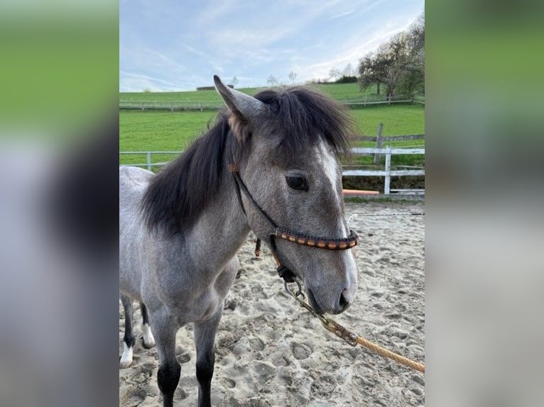 PRE Mix Hengst 1 Jahr 162 cm White in Bad Berleburg Wemlighausen