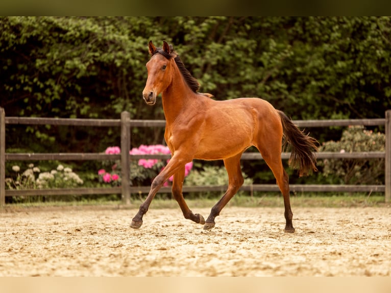 PRE Mix Hengst 1 Jahr 163 cm Brauner in Hümmel