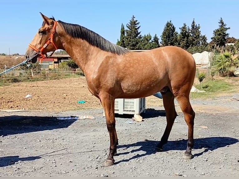 PRE Mix Hengst 1 Jahr 163 cm Buckskin in Huelva