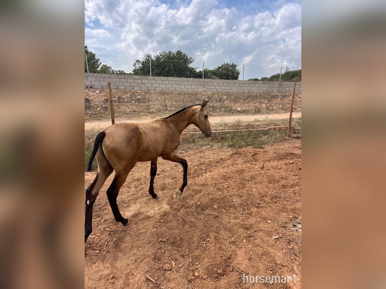 PRE Hengst 1 Jahr 163 cm Buckskin in Valencia