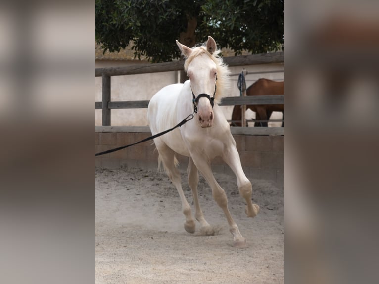 PRE Mix Hengst 1 Jahr 163 cm in Riudoms