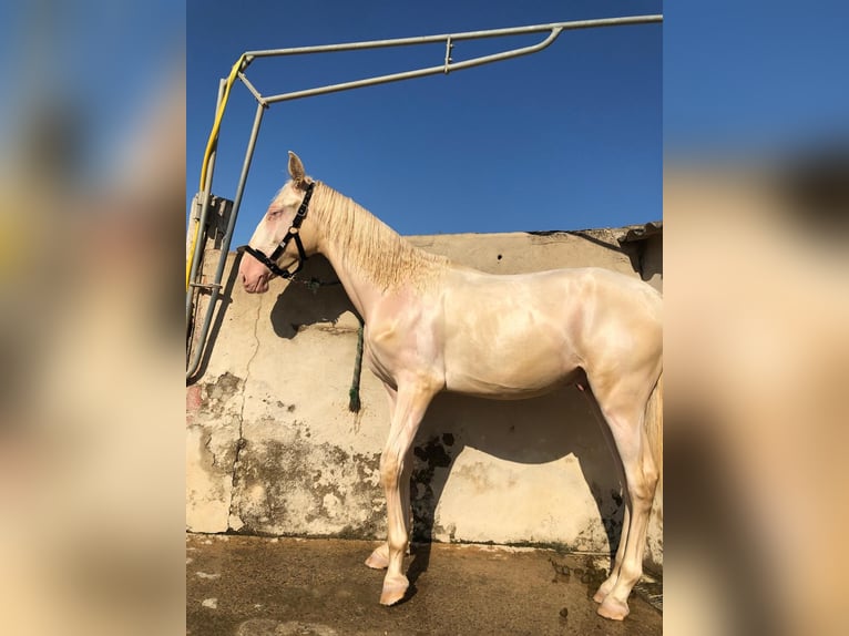 PRE Mix Hengst 1 Jahr 163 cm in Riudoms