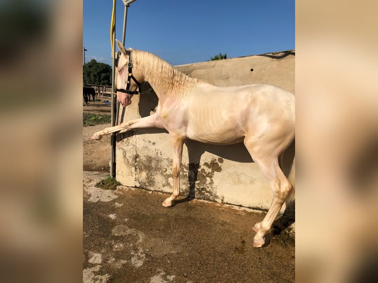 PRE Mix Hengst 1 Jahr 163 cm in Riudoms