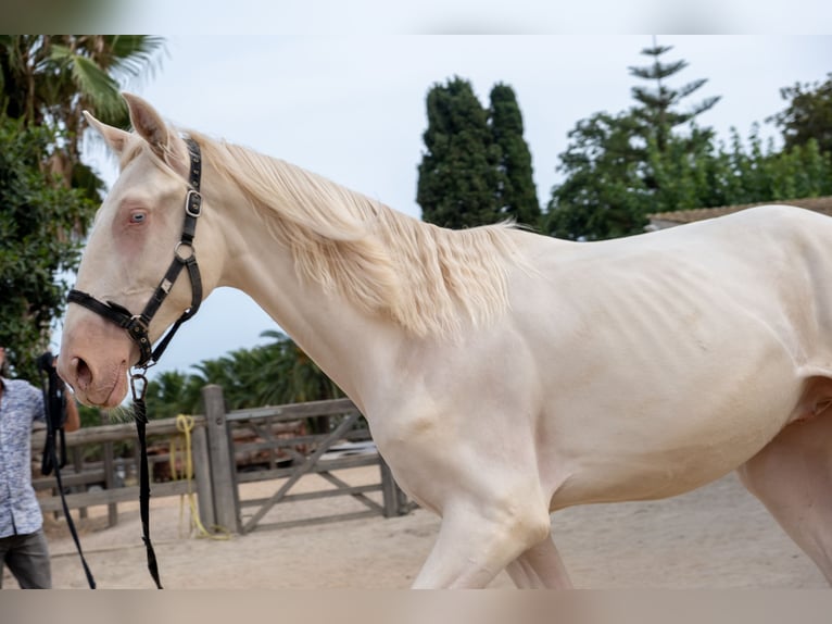 PRE Mix Hengst 1 Jahr 163 cm in Riudoms