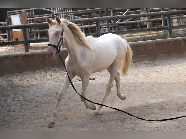 PRE Mix Hengst 1 Jahr 163 cm in Riudoms