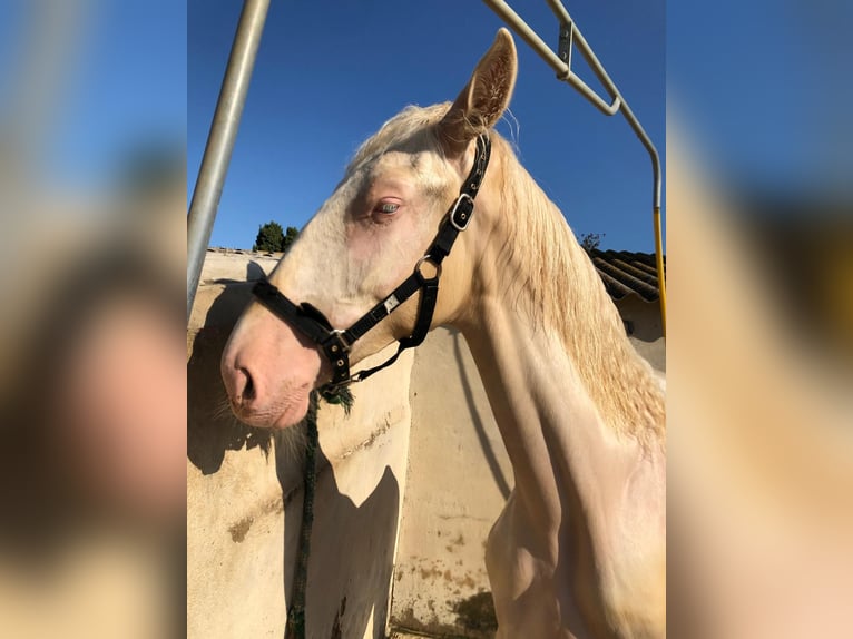 PRE Mix Hengst 1 Jahr 163 cm in Riudoms