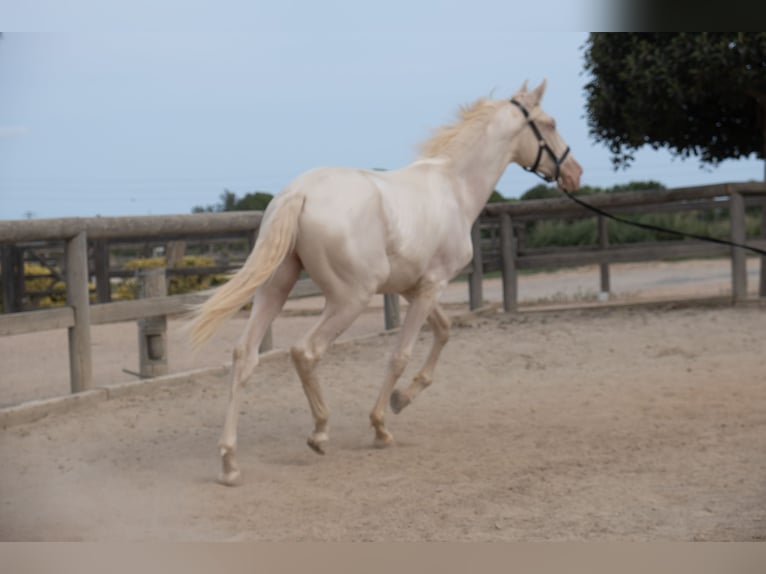 PRE Mix Hengst 1 Jahr 163 cm in Riudoms