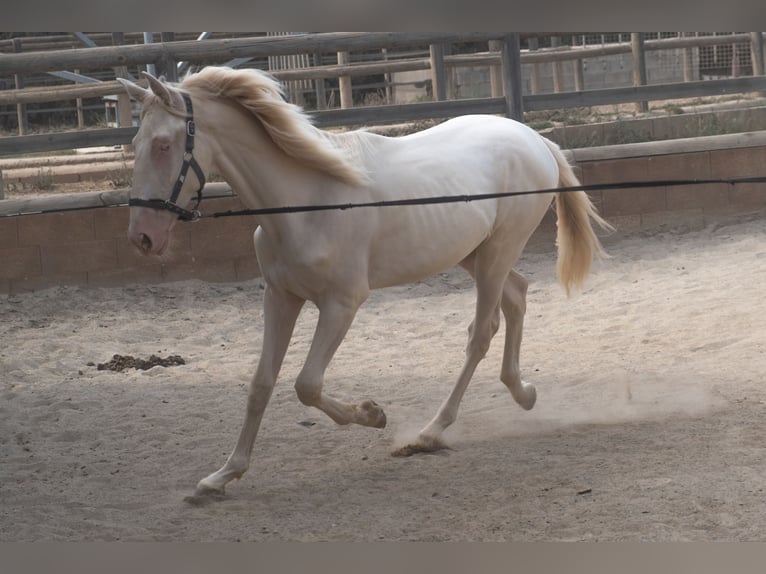 PRE Mix Hengst 1 Jahr 163 cm in Riudoms