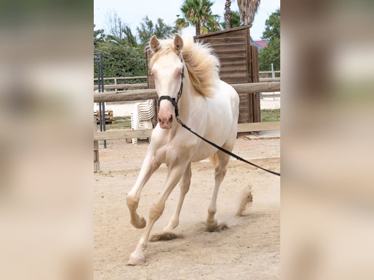 PRE Mix Hengst 1 Jahr 163 cm in Riudoms