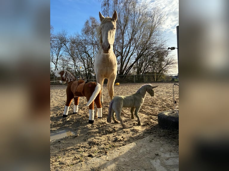 PRE Mix Hengst 1 Jahr 163 cm Perlino in Kürten