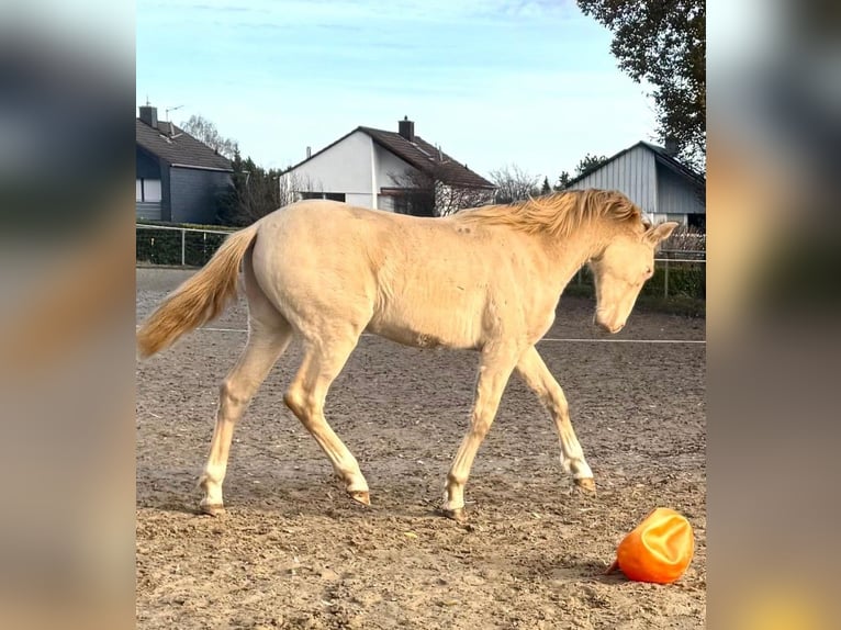 PRE Mix Hengst 1 Jahr 163 cm Perlino in Kürten