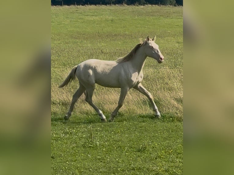 PRE Mix Hengst 1 Jahr 163 cm Perlino in K&#xFC;rten
