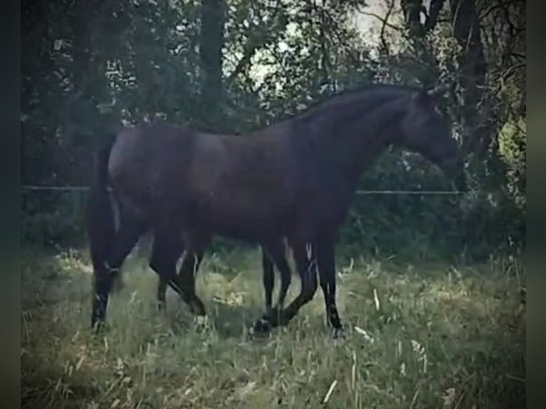 PRE Mix Hengst 1 Jahr 163 cm Rappe in Vegas Del Condado