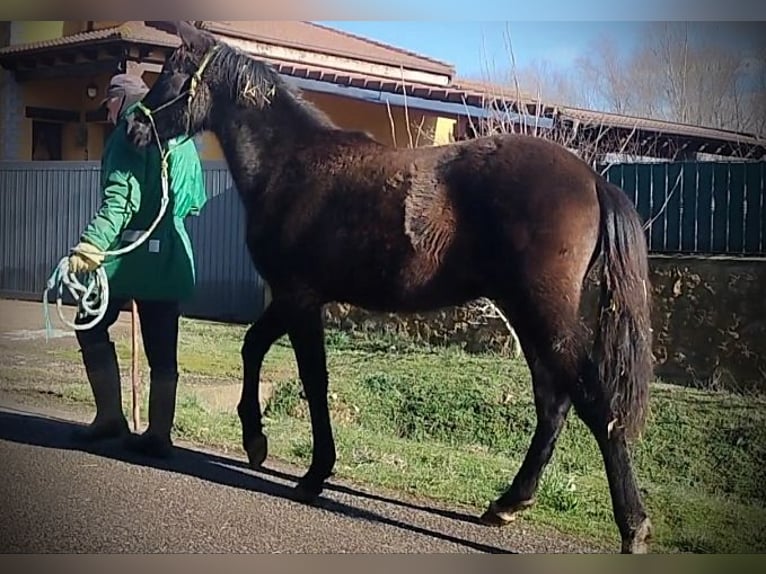 PRE Mix Hengst 1 Jahr 163 cm Rappe in Vegas Del Condado
