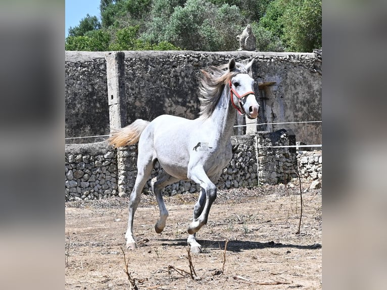 PRE Mix Hengst 1 Jahr 163 cm Schimmel in Mallorca