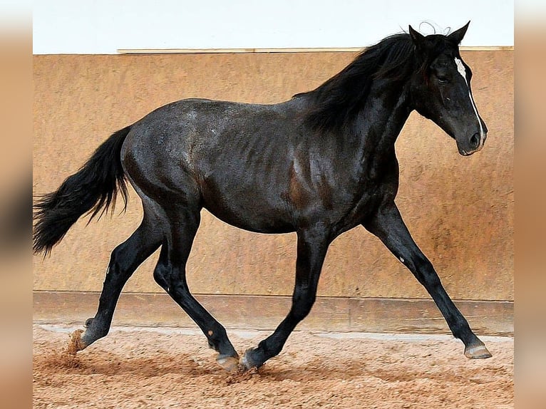 PRE Hengst 1 Jahr 163 cm Schimmel in Rerik OT Russow