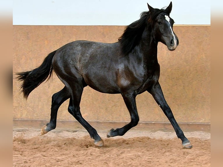 PRE Hengst 1 Jahr 163 cm Schimmel in Rerik OT Russow