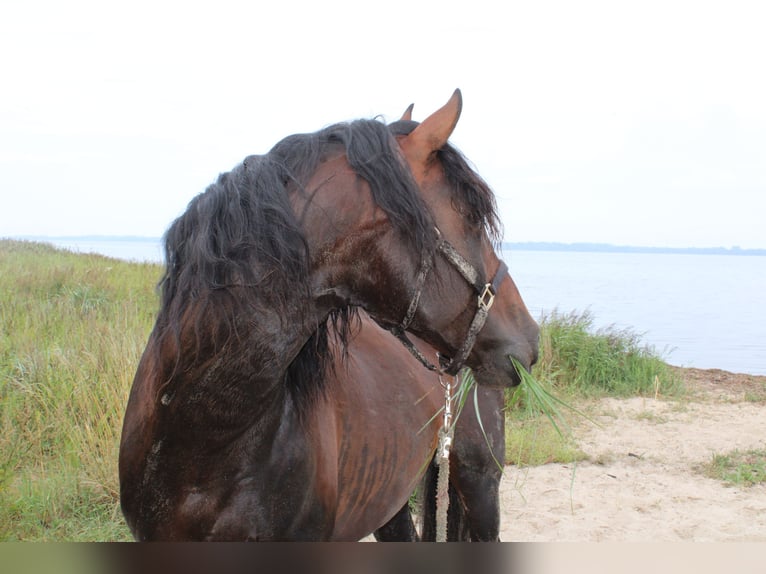PRE Hengst 1 Jahr 163 cm Schimmel in Rerik OT Russow
