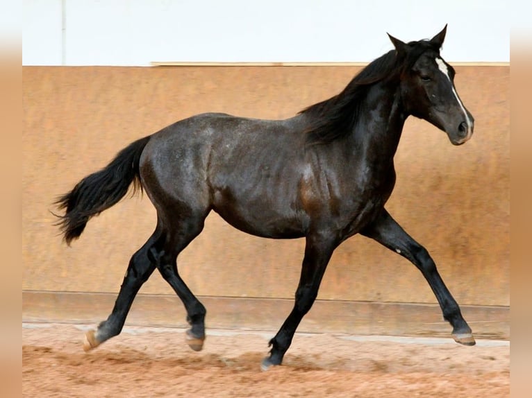 PRE Hengst 1 Jahr 163 cm Schimmel in Rerik OT Russow
