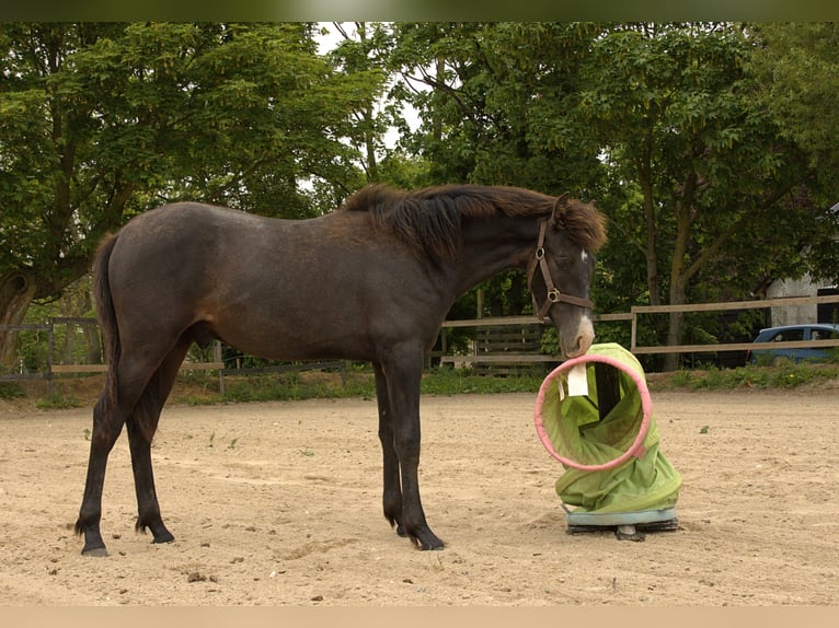 PRE Mix Hengst 1 Jahr 163 cm Schimmel in ørbæk
