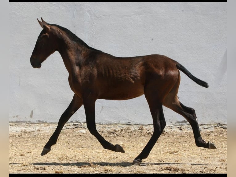 PRE Hengst 1 Jahr 164 cm Brauner in Colonia Rosal, La (Berga)