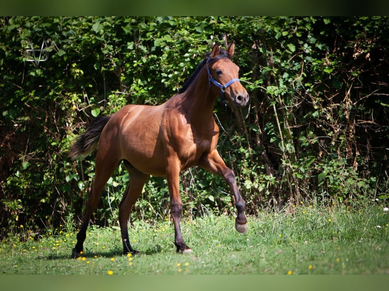 PRE Mix Hengst 1 Jahr 164 cm Brauner in La Vespi&#xE8;re-Friardel