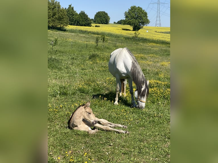 PRE Hengst 1 Jahr 164 cm Falbe in Gottfrieding