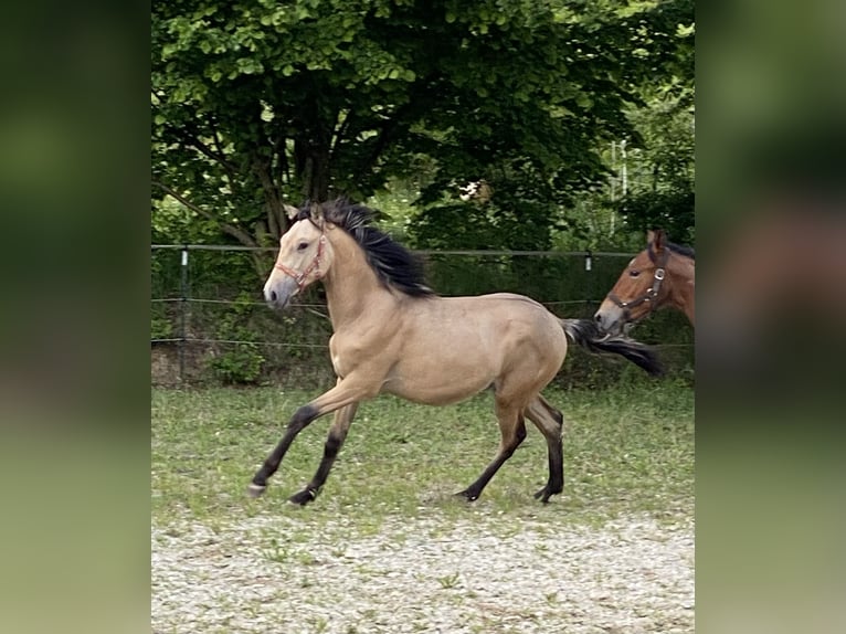 PRE Hengst 1 Jahr 164 cm Falbe in Gottfrieding