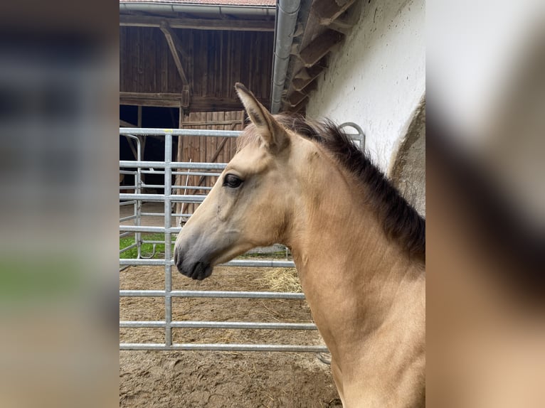 PRE Hengst 1 Jahr 164 cm Falbe in Gottfrieding