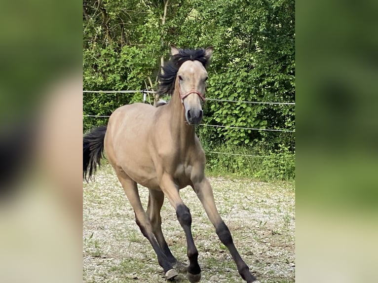 PRE Hengst 1 Jahr 164 cm Falbe in Gottfrieding