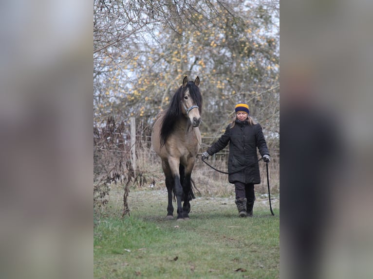 PRE Hengst 1 Jahr 164 cm Falbe in Gottfrieding