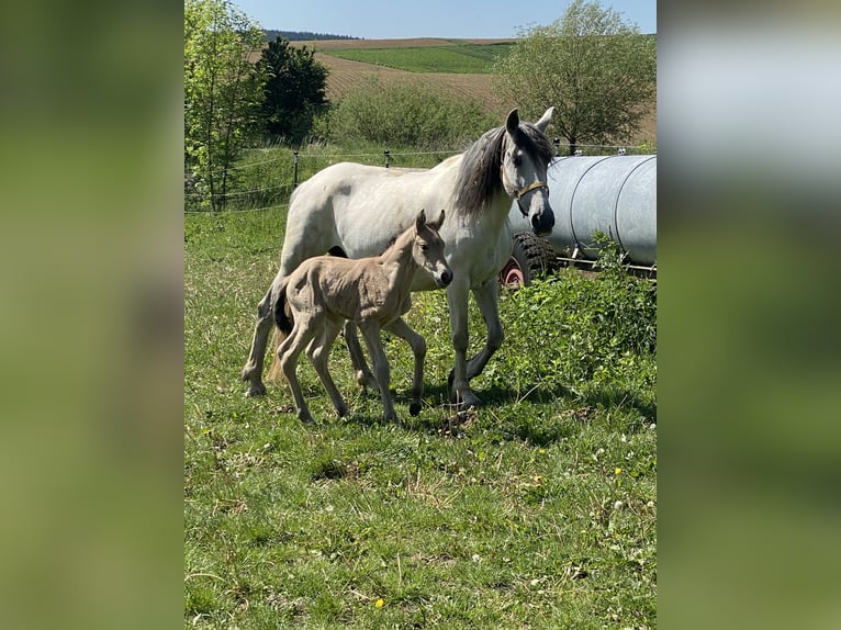 PRE Hengst 1 Jahr 164 cm Falbe in Gottfrieding