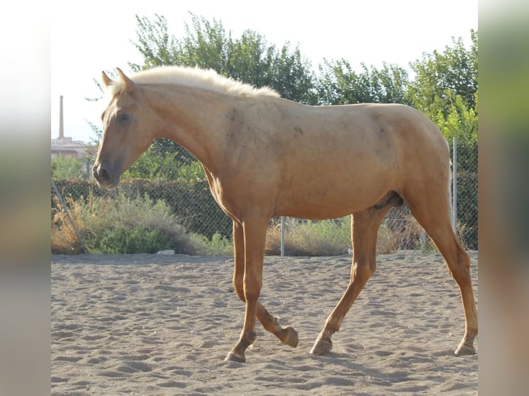 PRE Mix Hengst 1 Jahr 164 cm Palomino in Alcantarilla