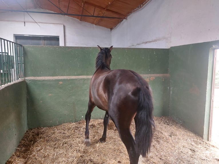 PRE Mix Hengst 1 Jahr 164 cm Rappe in Galaroza (Huelva)