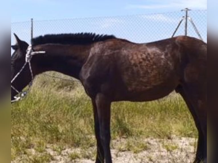 PRE Mix Hengst 1 Jahr 164 cm Rappe in Madrid
