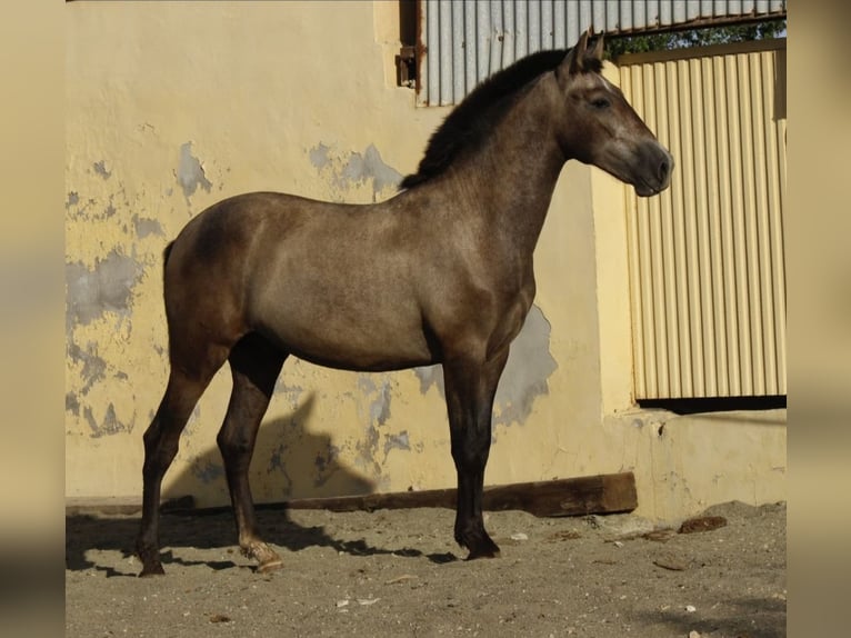 PRE Mix Hengst 1 Jahr 164 cm Schimmel in Alcantarilla