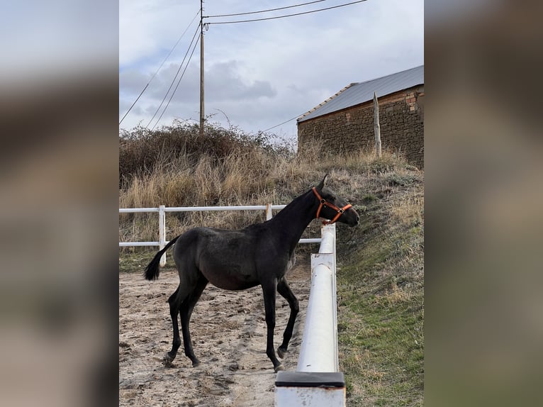 PRE Mix Hengst 1 Jahr 164 cm Schimmel in Luesia