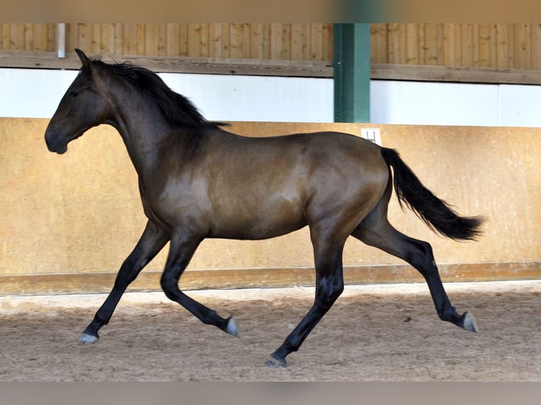 PRE Mix Hengst 1 Jahr 165 cm Brauner in Waldh&#xF6;lzbach