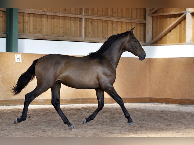 PRE Mix Hengst 1 Jahr 165 cm Brauner in Waldh&#xF6;lzbach